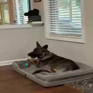 adoptable Dog in Lawrenceville, GA named Deuce